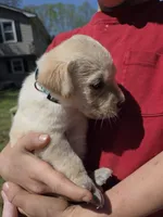 AKC Black Female #2, a female Labrador Retriever for sale in Travelers Rest, SC – Photo 8 of 9