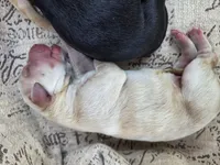 AKC Yellow Female #3, a female Labrador Retriever for sale in Travelers Rest, SC – 4 of 5