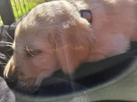 AKC Yellow Female #2, a female Labrador Retriever for sale in Travelers Rest, SC – 10 of 10