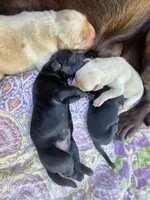 AKC Black Male #2, a male Labrador Retriever for sale in Travelers Rest, SC – 8 of 10