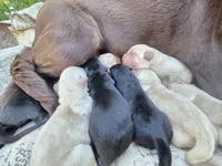 AKC Yellow Male #1, a male Labrador Retriever for sale in Travelers Rest, SC – 10 of 10