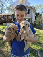 AKC Black Male #1, a male Labrador Retriever for sale in Travelers Rest, SC – Photo 8 of 9