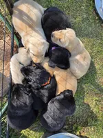 AKC Black Male #1, a male Labrador Retriever for sale in Travelers Rest, SC – Photo 9 of 9