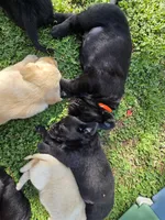 AKC Black Male #1, a male Labrador Retriever for sale in Travelers Rest, SC – Photo 2 of 9