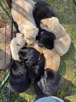 AKC Black Male #1, a male Labrador Retriever for sale in Travelers Rest, SC – Photo 6 of 9