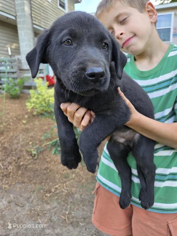 AKC Black Male #1 – Labrador Retriever puppy for sale in Travelers Rest, SC