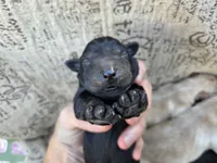 AKC Yellow Male #1, a male Labrador Retriever for sale in Travelers Rest, SC – 5 of 10