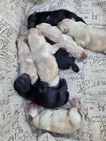 AKC Yellow Male #1, a male Labrador Retriever for sale in Travelers Rest, SC – 9 of 9