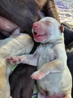 AKC Yellow Male #1, a male Labrador Retriever for sale in Travelers Rest, SC – 4 of 10