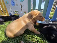AKC Yellow Male #2, a male Labrador Retriever for sale in Travelers Rest, SC – Photo 6 of 10