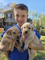 AKC Yellow Male #2, a male Labrador Retriever for sale in Travelers Rest, SC – Photo 3 of 10