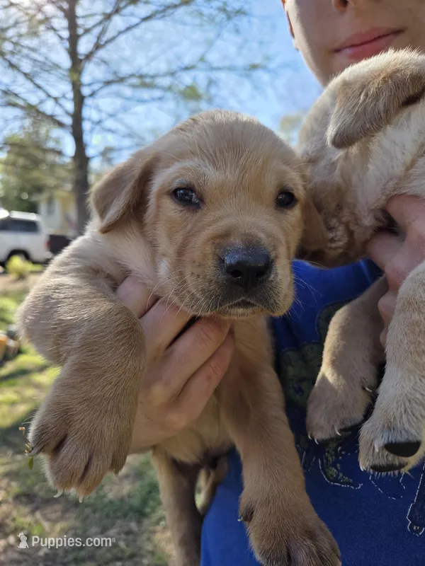 AKC Yellow Male #2 – Labrador Retriever puppy for sale in Travelers Rest, SC