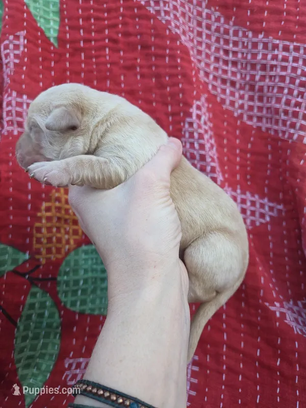 AKC Yellow Male #2, a male Labrador Retriever for sale in Travelers Rest, SC – Photo 1 of 4