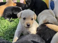 AKC Yellow Male #2, a male Labrador Retriever for sale in Travelers Rest, SC – Photo 1 of 10