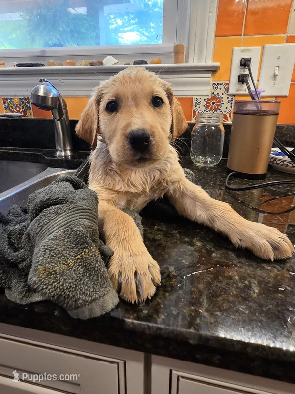 AKC Yellow Male #2 – Labrador Retriever puppy for sale in Travelers Rest, SC