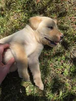 AKC Yellow Male #2, a male Labrador Retriever for sale in Travelers Rest, SC – Photo 10 of 10