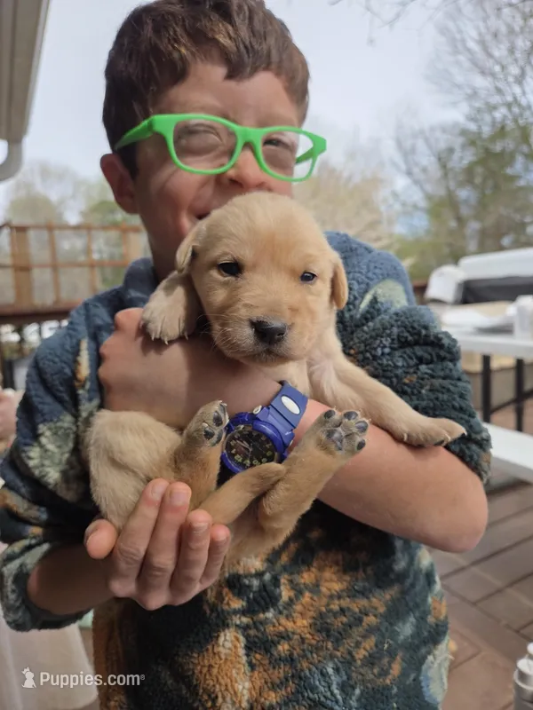 AKC Yellow Male #2 – Labrador Retriever puppy for sale in Travelers Rest, SC