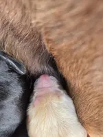 AKC Yellow Male #2, a male Labrador Retriever for sale in Travelers Rest, SC – Photo 3 of 4