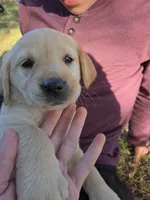 AKC Yellow Female #4, a female Labrador Retriever for sale in Travelers Rest, SC – 10 of 10