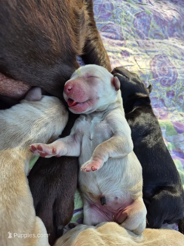 AKC Yellow Female #1 – Labrador Retriever puppy for sale in Travelers Rest, SC