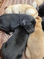 AKC Black Female #1, a female Labrador Retriever for sale in Travelers Rest, SC – Photo 3 of 4