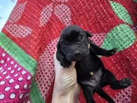 AKC Black Female #1, a female Labrador Retriever for sale in Travelers Rest, SC – Photo 1 of 4