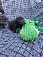 AKC Black Female #1, a female Labrador Retriever for sale in Travelers Rest, SC – Photo 2 of 4