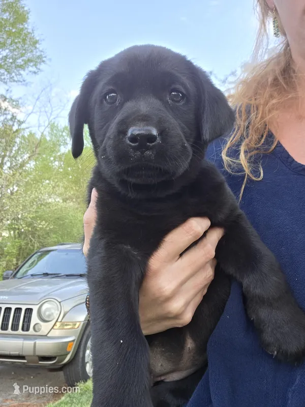 AKC Black Female #1 – Labrador Retriever puppy for sale in Travelers Rest, SC