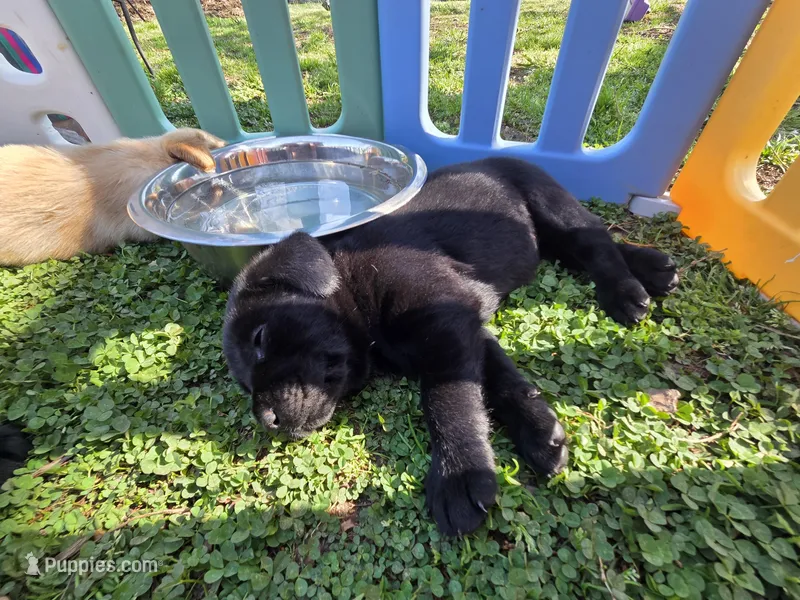 AKC Black Female #1 – Labrador Retriever puppy for sale in Travelers Rest, SC