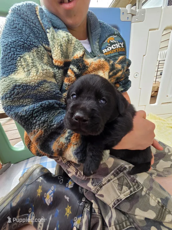 AKC Black Female #1 – Labrador Retriever puppy for sale in Travelers Rest, SC
