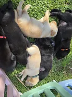 AKC Black Female #1, a female Labrador Retriever for sale in Travelers Rest, SC – Photo 2 of 4