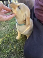 AKC Yellow Female #4, a female Labrador Retriever for sale in Travelers Rest, SC – 8 of 10