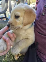 AKC Yellow Female #4, a female Labrador Retriever for sale in Travelers Rest, SC – 9 of 10