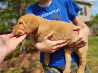 AKC Labrador Retriever, a  Labrador Retriever for sale in Travelers Rest, SC – Photo 1 of 2