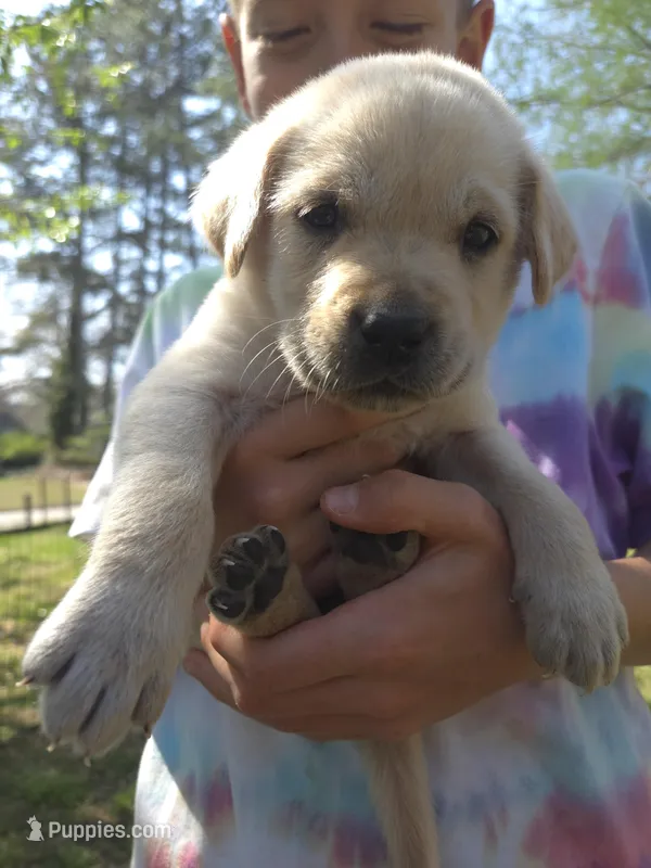 AKC Yellow Female #1 – Labrador Retriever puppy for sale in Travelers Rest, SC