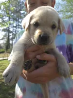 AKC Yellow Female #1, a female Labrador Retriever for sale in Travelers Rest, SC – Photo 1 of 7