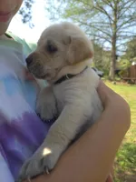 AKC Yellow Female #1, a female Labrador Retriever for sale in Travelers Rest, SC – Photo 6 of 7