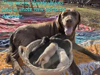 AKC Yellow Female #1, a female Labrador Retriever for sale in Travelers Rest, SC – Photo 2 of 2