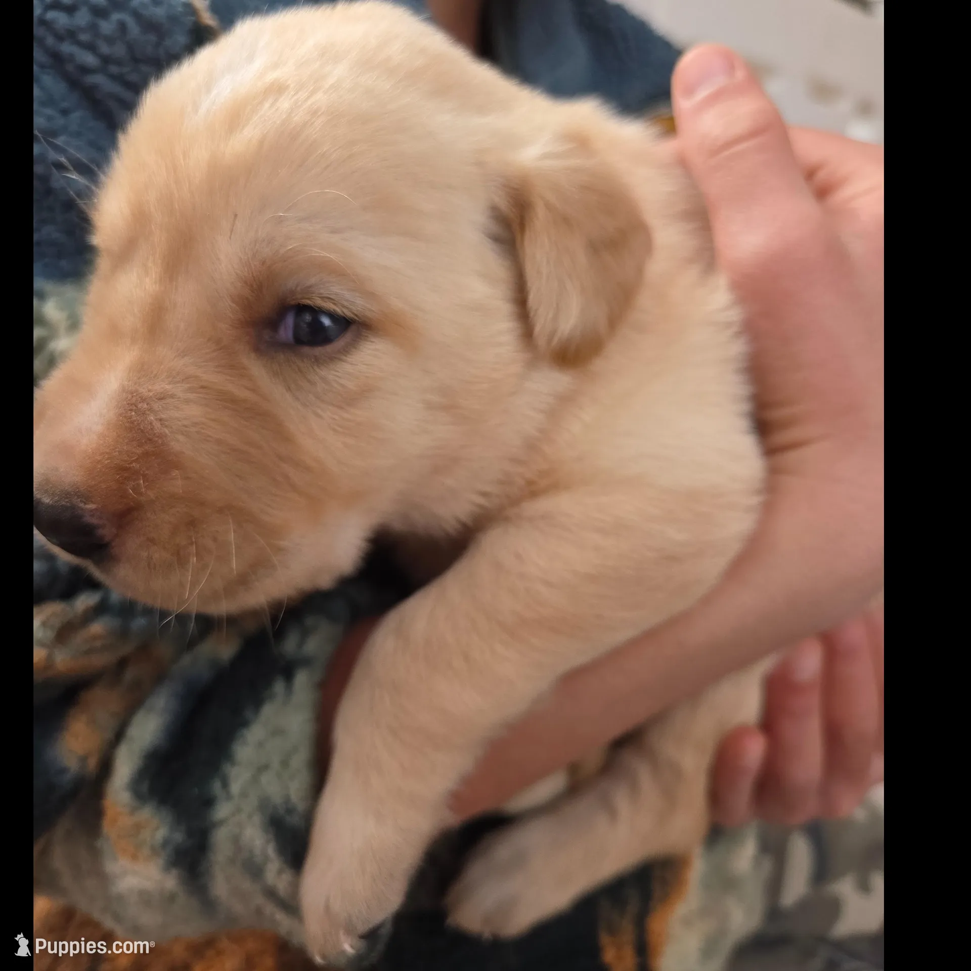 AKC Yellow Female #1 – Labrador Retriever puppy for sale in Travelers Rest, SC