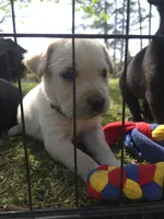 AKC Yellow Female #1, a female Labrador Retriever for sale in Travelers Rest, SC – Photo 5 of 7