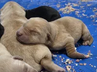 AKC Yellow Female #1, a female Labrador Retriever for sale in Travelers Rest, SC – Photo 1 of 2