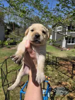 AKC Yellow Female #1, a female Labrador Retriever for sale in Travelers Rest, SC – Photo 2 of 7