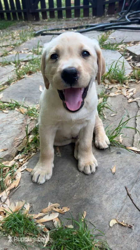 AKC Yellow Female #1 – Labrador Retriever puppy for sale in Travelers Rest, SC