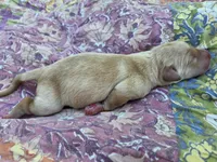 AKC Yellow Female #1, a female Labrador Retriever for sale in Travelers Rest, SC – 10 of 10