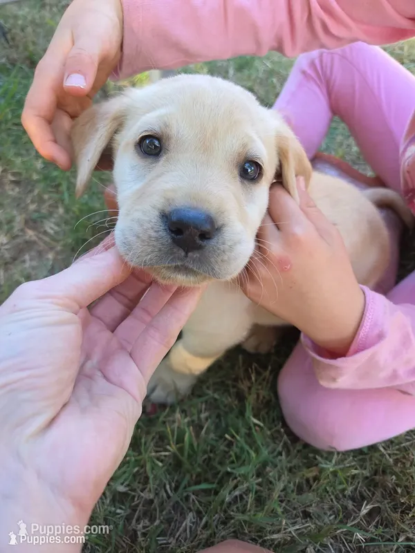 AKC Yellow Female #4 – Labrador Retriever puppy for sale in Travelers Rest, SC