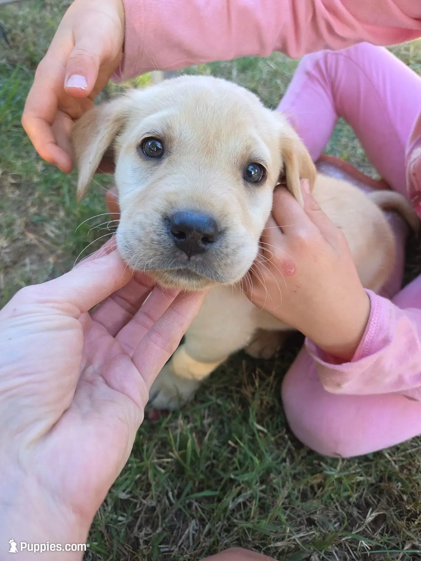 AKC Yellow Female #4, a female Labrador Retriever for sale in Travelers Rest, SC – 1 of 10