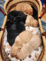 AKC Labrador Retriever, a  Labrador Retriever for sale in Travelers Rest, SC – Photo 1 of 2