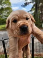 AKC Labrador Retriever, a  Labrador Retriever for sale in Travelers Rest, SC – Photo 2 of 2