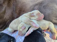 AKC Yellow Female #1, a female Labrador Retriever for sale in Travelers Rest, SC – 3 of 10