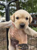 AKC Yellow Female #1, a female Labrador Retriever for sale in Travelers Rest, SC – 9 of 10